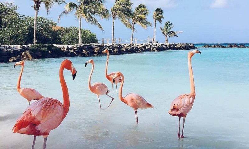 מפתיע: זה שמו העברי של הפלמינגו