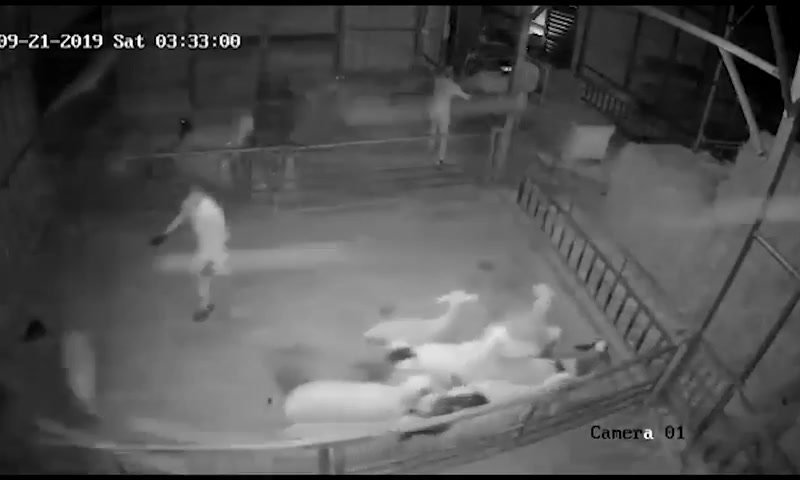 כתב אישו: 3 ערבים מהצפון גנבו צאן בשווי 65,000