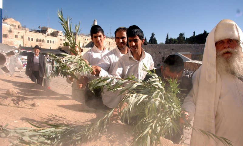 לזרוק את הערבות על ארון הקודש? שו"ת הושענא רבה
