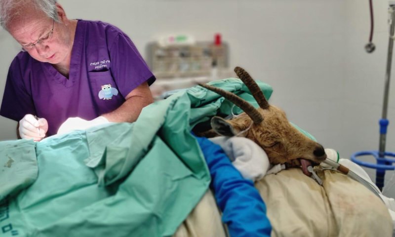 עם קיבה של כבשה ודם מעיזים: כך הצילו את חייה של היעלה