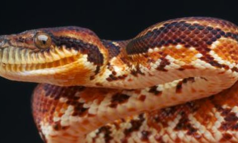 סכנות הקיץ: צעירה נפצעה קשה מהכשת נחש