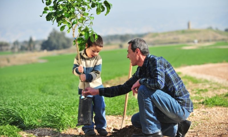 מחר: תושבי גוש קטיף יטעו עצים ביער כיסופים