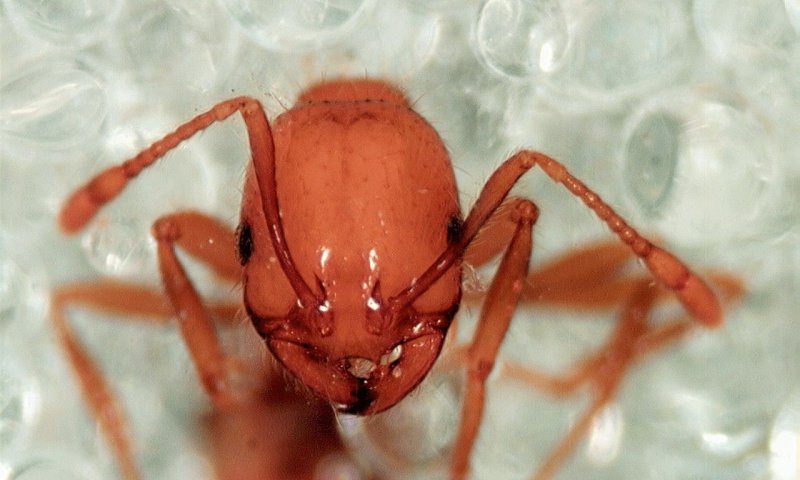 היזהרו: נמלת אש התגלתה במשתלה ליד ירושלים