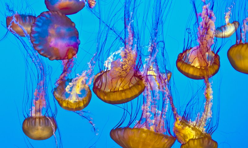 מרהיב אך מסוכן: מדוזה מיפן פלשה לחופי ישראל