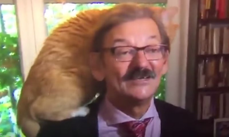 בשידור חי: חתול טיפס על ראשו של הפרשן המדיני.צפו