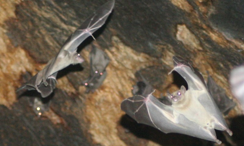 להיות כמו באטמן: ליל העטלפים הבינלאומי &ndash; חוויה לילת חד פעמית