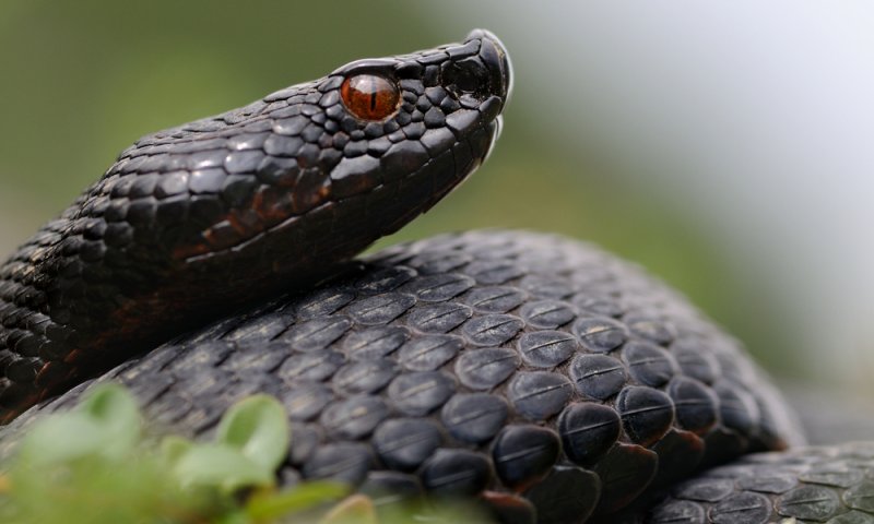 בן 70 הוכש מנחש באורך של כ-2 מטרים