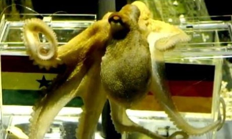 מת פול התמנון, ש"ניבא" את תוצאות משחקי המונדיאל