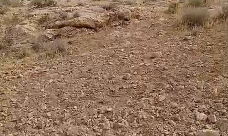 ההפקרות נמשכת: רועה צאן יהודי הותקף על ידי ערבי בהר חברון