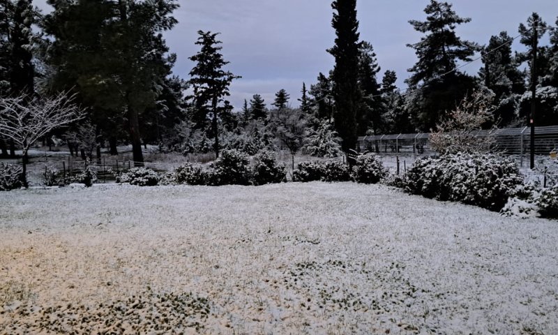 תיעוד מרהיב: צפון הגולן מכוסה בשכבה של שלג