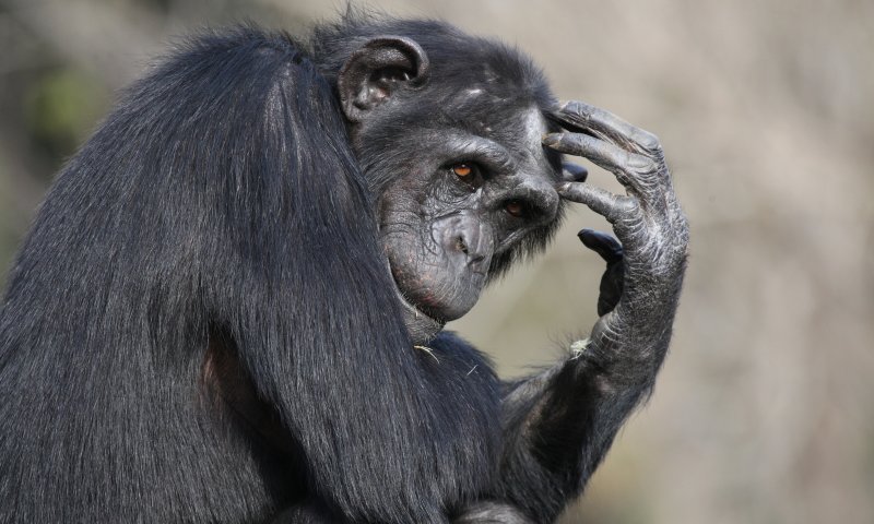 איך בכל זאת אפשר ללמד אבולוציה בשיעורי מדע?