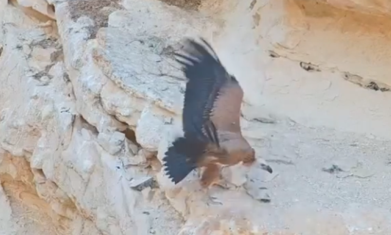 עוף גוזל: לאחר 194 יום של טיפול הנשר פרש כנפיים