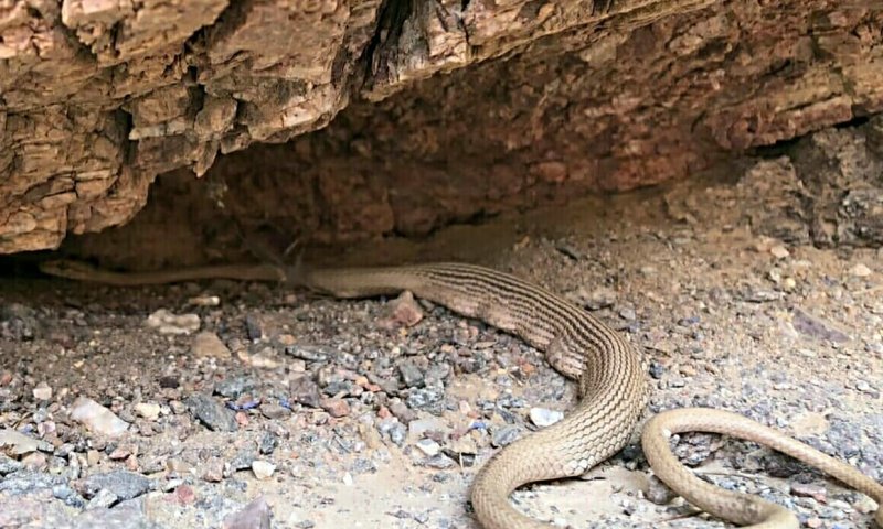 לוחם חיל האוויר נפצע מהכשת נחש, מצבו קשה