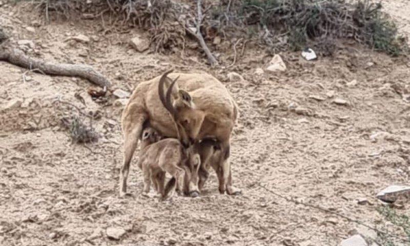 עופרי היעלים האלה מרגשים: וזאת הסיבה