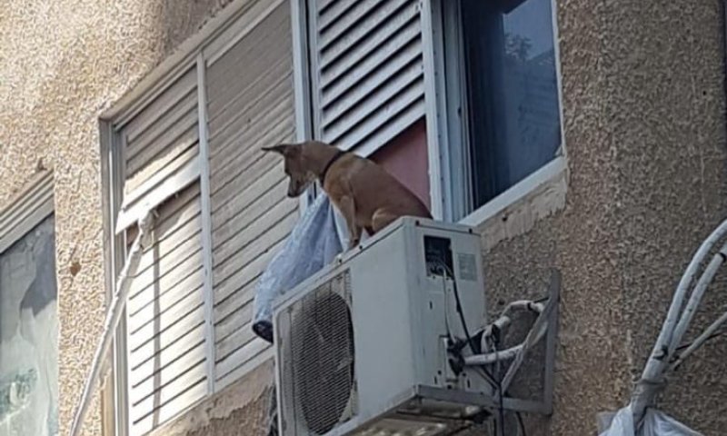 צעיר התעלל בכלב וקשר אותו על מזגן מחוץ לחלון
