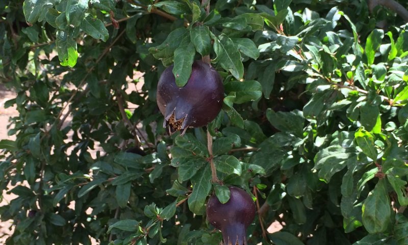 הפרשה מכוונת לי: "מיומנו של מביא הביכורים"