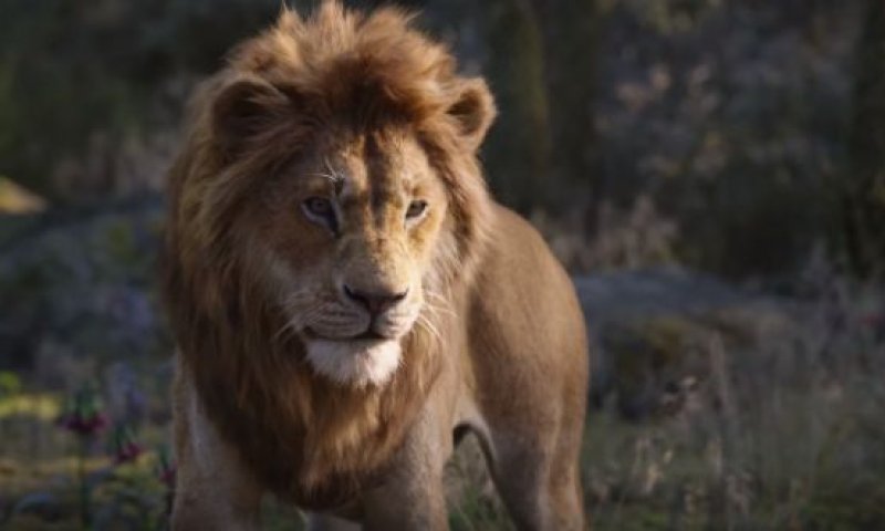 צפו: זה הדבר הכי טוב שיצא מהחידוש ל"מלך האריות"