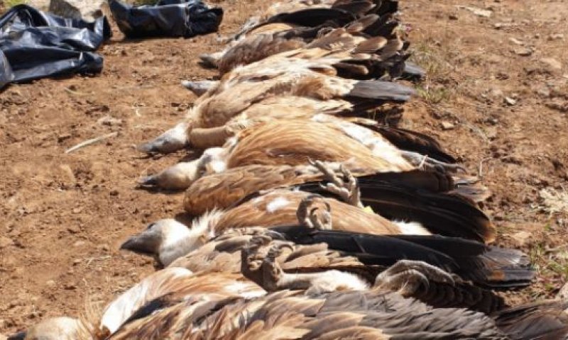 תושב בדואי נעצר בחשד להרעלת הנשרים בגולן