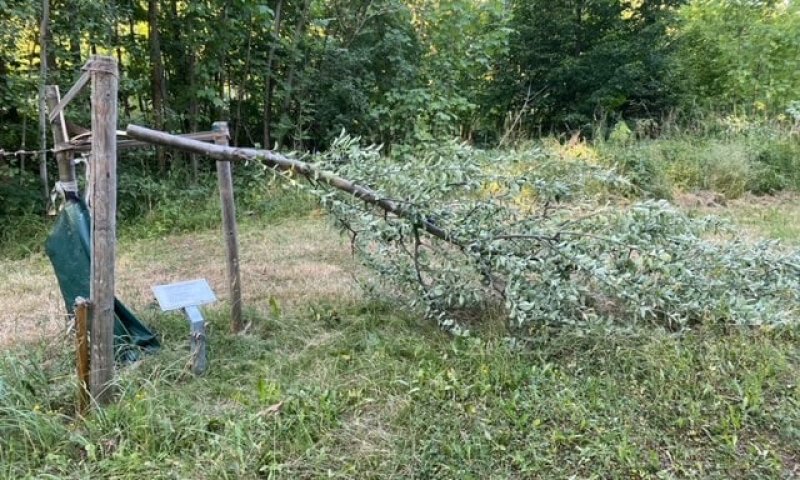 זעזוע בגרמניה: עצים נכרתו באנדרטה לזכר השואה