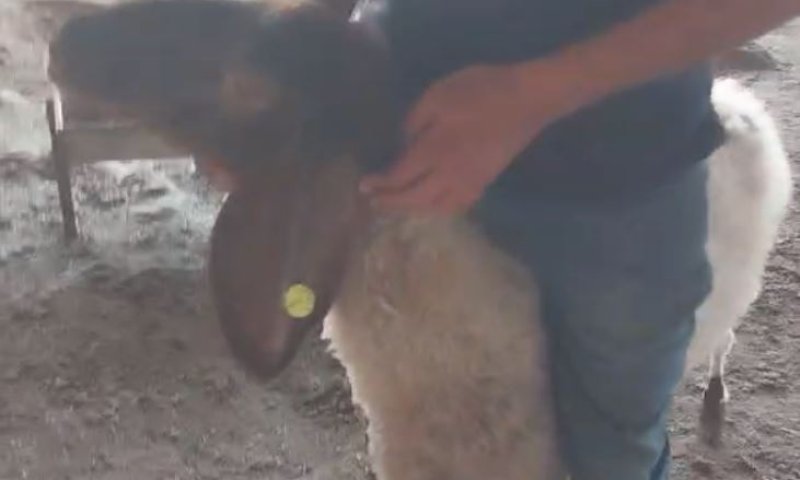 ערבים תקפו ושדדו עדר של יהודי בבקעת הירדן