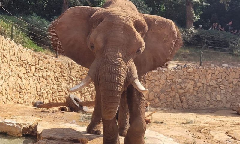 הטרגדיה של הפיל יוסי מהספארי| יום הפיל הבינלאומי