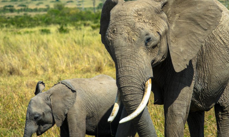 בעקבות הבצורת: נמיביה תמכור פילים וג'ירפות