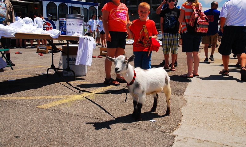 שבע שנים להסרת הקללה הספורטיבית שהטילה עז