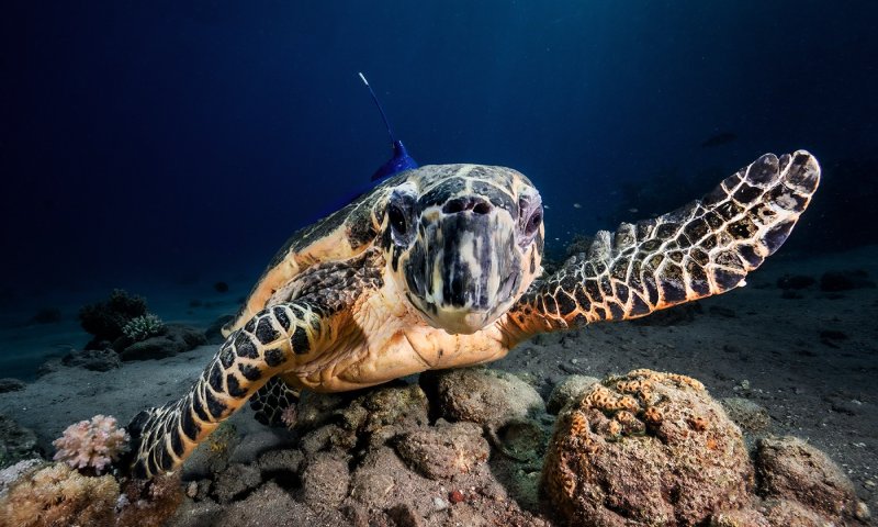 לאחר 27 שנים במצפה התת ימי: 3 צבות ים שוחררו לים הפתוח