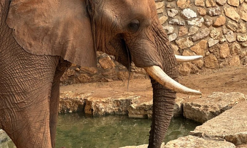 הפיל הצבר הראשון | מזל טוב ליוסי שחוגג יומולדת 49