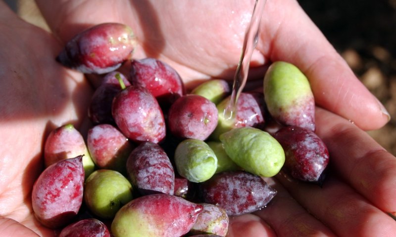 מה חשוב לדעת לפני שבוחרים שמן זית
