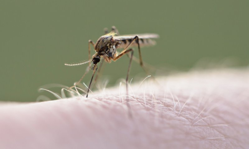 לראשונה בישראל: אדם מת מנגיף קדחת הנילוס