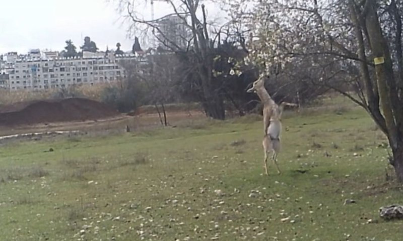 תיעוד נדיר: הצבי שעמד על שתיים כדי לאכול פרחי שקד