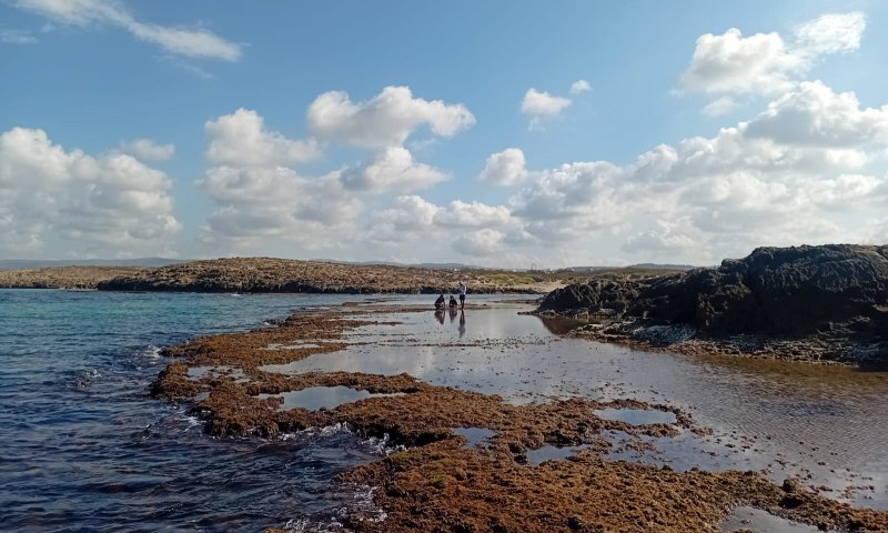 ראיתם קונכיות על הסלעים? זה מה שהן אומרות על מצב הים התיכון