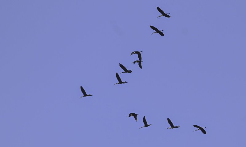 מדרימים: כך נראית נדידת העגורים בנחל נקרות. צפו