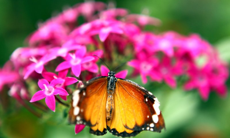 הקשבה של מכוון לפרשת "מטות": הפלא של הבריאה