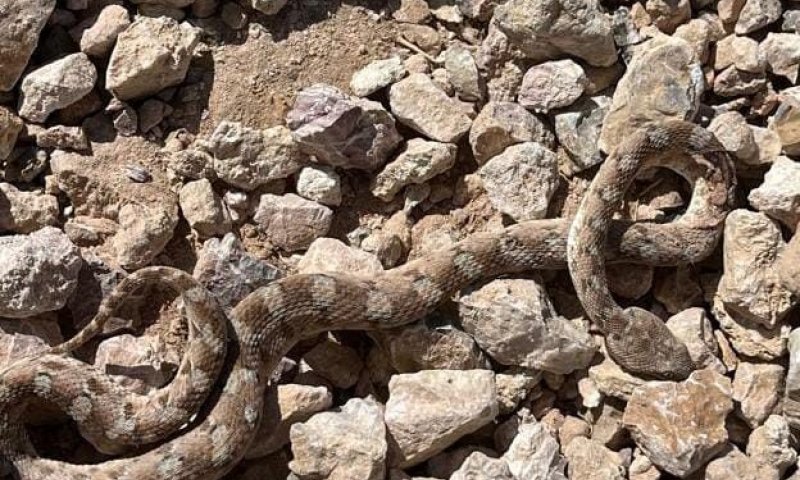 גבר כבן 40 הוכש על ידי נחש בכפר אדומים &ndash; מצבו קשה