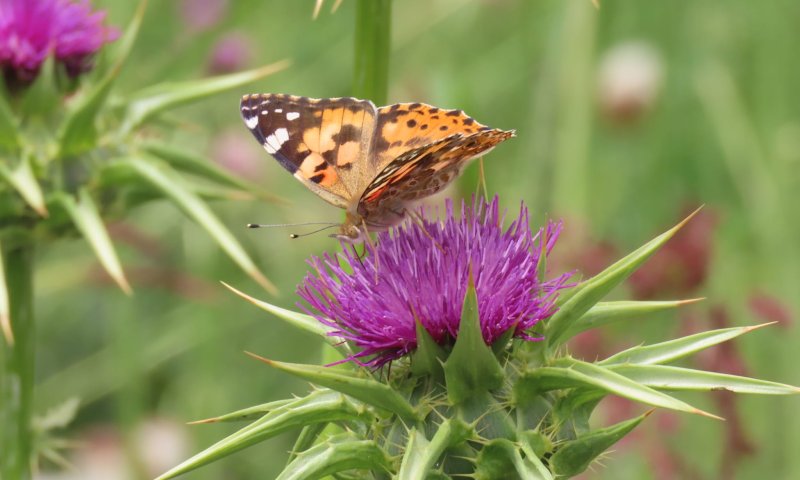 מרהיב: מילוני פרפרים הגיעו השבוע לישראל