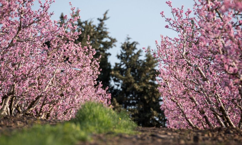 מזג אוויר אביבי בעיצומו של החורף: תחזית מזג האוויר