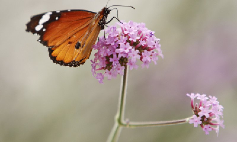 ראש חודש שבט: חודש החיבור בין הקדושה והטבע