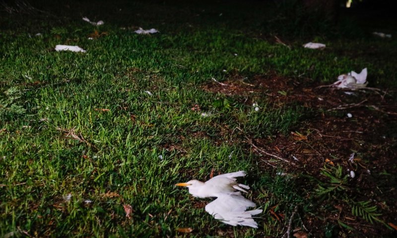 הפגיעה ליד המפעל בשער הנגב: אנפות רבות נהרגו