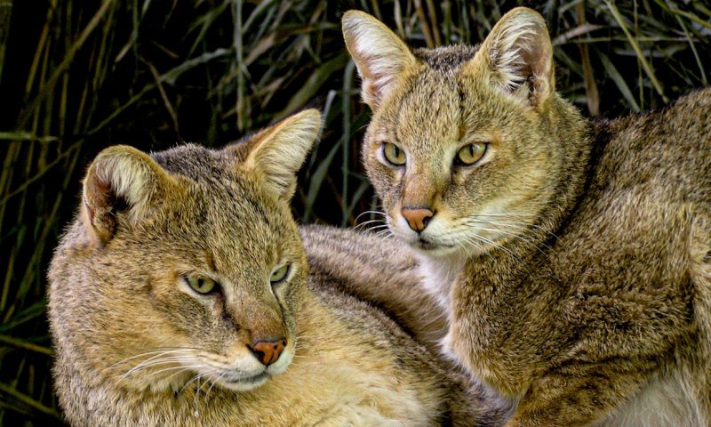 יוצר "ארץ בראשית" בסרט חדש ודרמטי