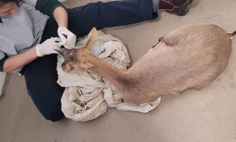 שוטרים איתרו וחילצו צבי שנכלא בבית של בדואי