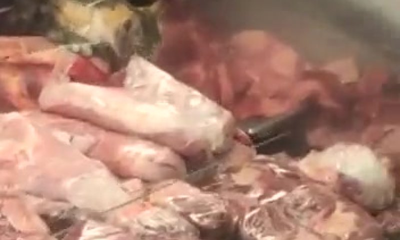 צפו: כשהחתול טעם בשר מהדרין בלי השגחה