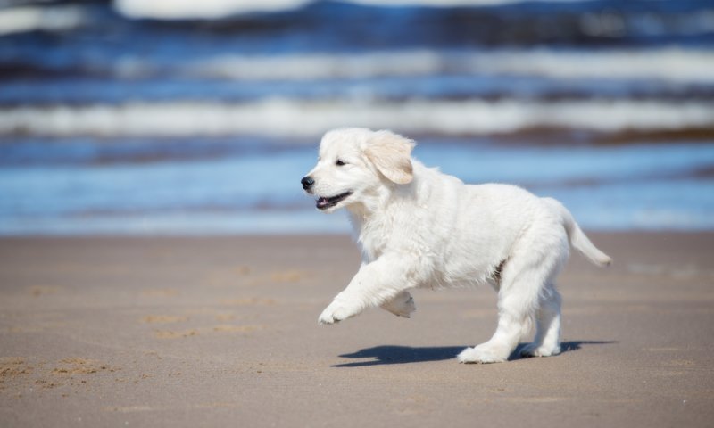 ידידו הטוב של האדם: צפו בכלב האמיץ שהציל חיים