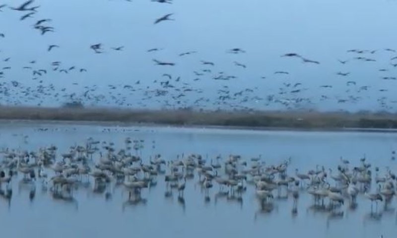 מרהיב: אגמון החולה שובר שיא חדש