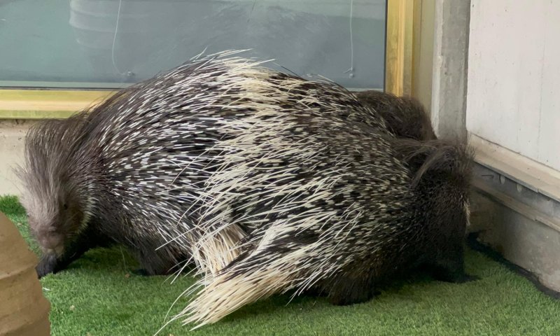 מראה חריג בכנסת: דורבנים הודיים תועדו במשכן