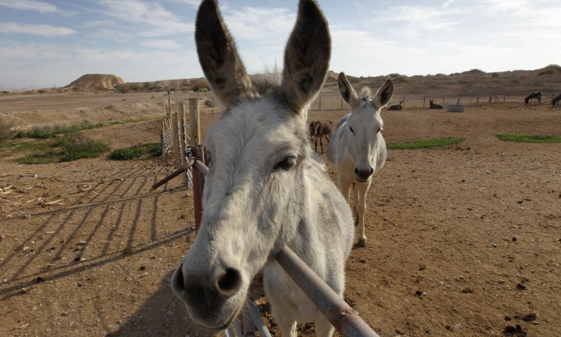 אולי הגיע הזמן להפסיק להתנהג כמו חמור?