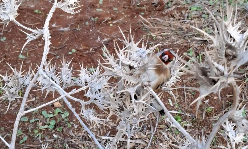 הציד הבלתי חוקי: תושבי שכם נעצרו בעמק המעיינות בצפון | צפו