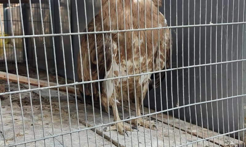 נתפס: תושב אום אל פאחם החזיק בביתו עוף דורס מוגן