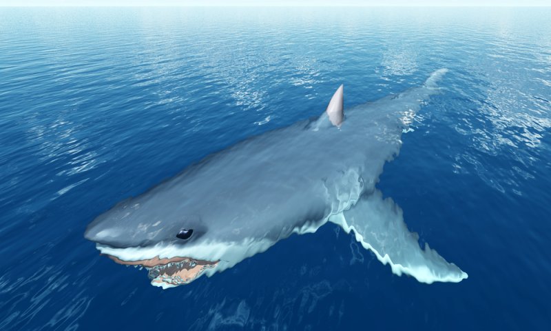 מלתעות באשדוד: כריש נשך גבר, מצבו בינוני